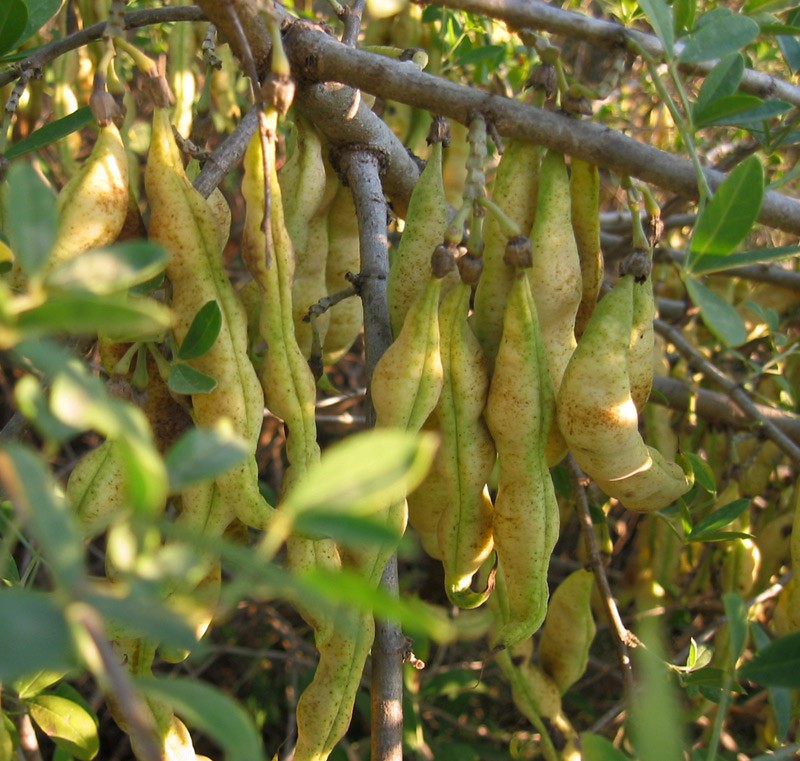 תרמילים. צילום: שרה גולד