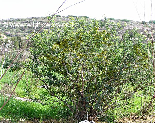 הצמח בעת הפריחה - לא מושך תשומת לב. צילום: אלי ליבנה