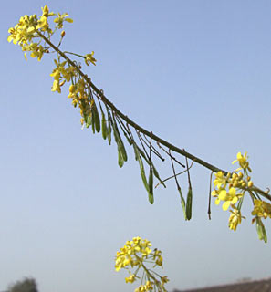 יער בן שמן, פברואר. צילום: © שרה גולד