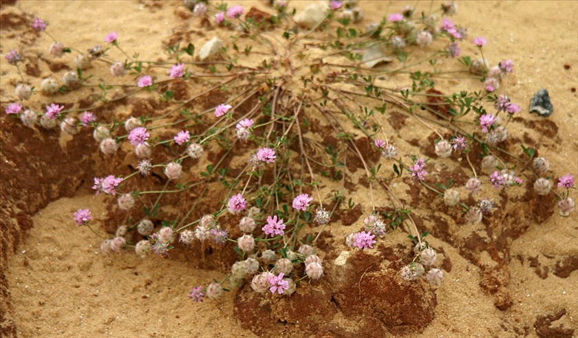 הצמח בנוף. צילום: אלי ליבנה