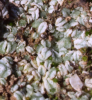 ואדי מלחה ליד נערן, 2-2021. צילום: © דרור מלמד