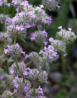 יער בן שמן, 3-2015. צילום: © שרה גולד