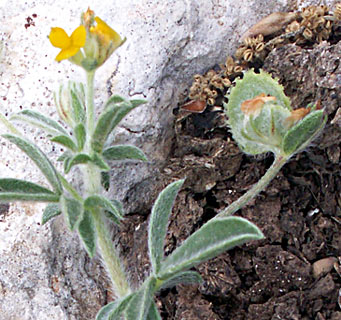 כליינית מצויה, צילום: © שרה גולד