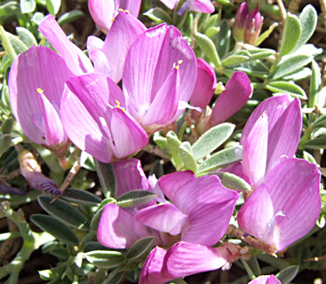 חרמון, יוני, צילום: © שרה גולד