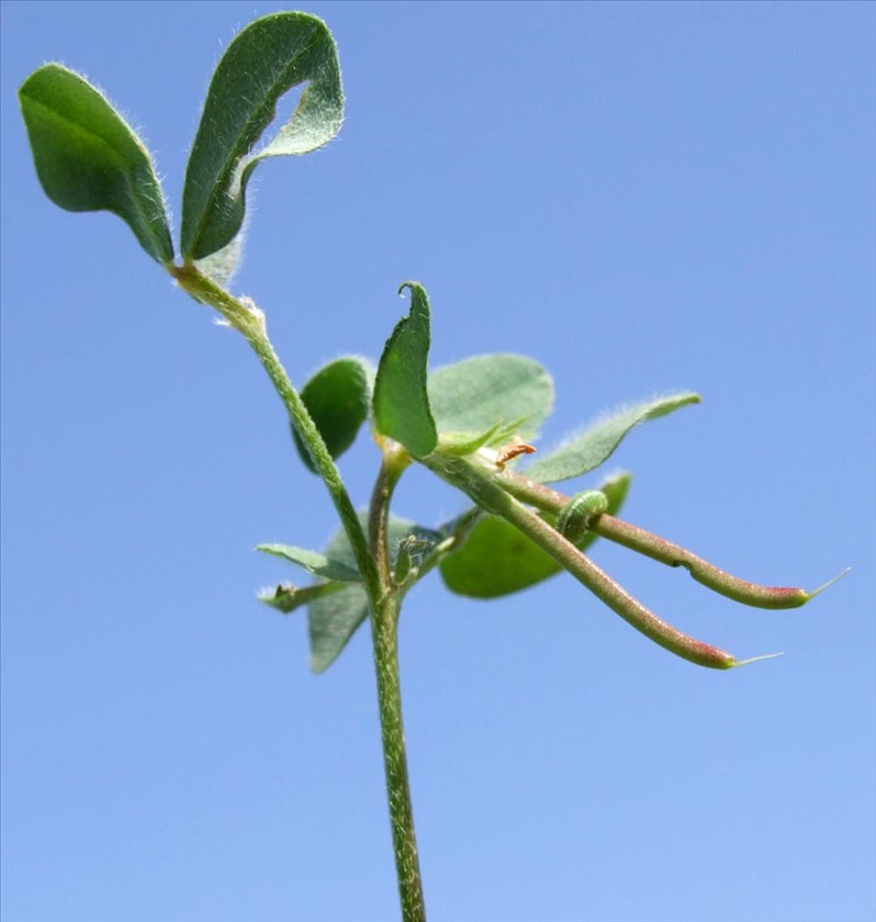 הפרי והזחל שנגס בו. צילום: שרה גולד
