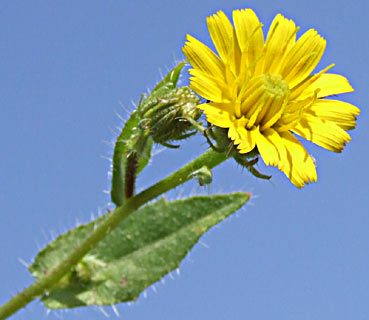 צילום: © שרה גולד