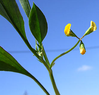 שוהם, מרץ. צילום: © שרה גולד