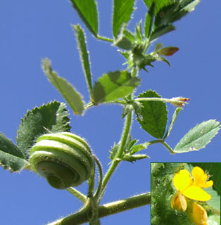 שוהם, מרץ. צילום: © שרה גולד