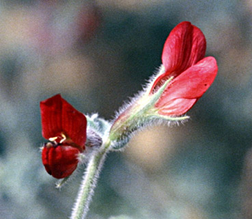 גבעת חמרה גן רווה. צילום: © עמיקם שוב