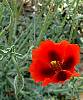 צילום: © יואב גרטמן