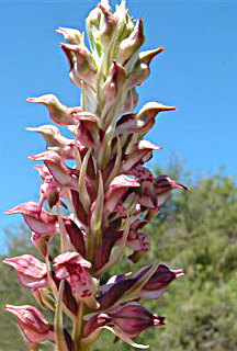 צילום: © יואב גרטמן  
