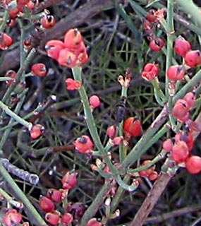 שמורת חוף השרון, ספטמבר. צילום: © שרה גולד