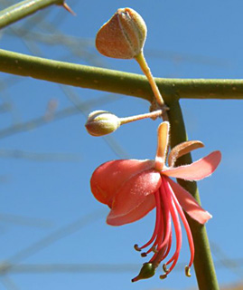 שמורת עין גדי, מרץ. צילום: © מורי חן