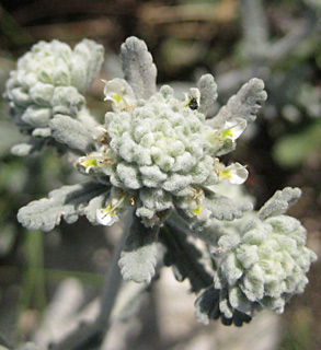 נאות קדומים, מרץ. צילום: © שרה גולד