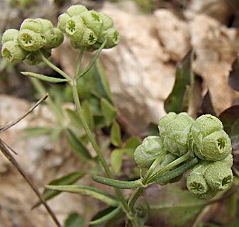 פארק בריטניה, מרץ. צילום: © שרה גולד
