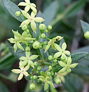 פארק בריטניה, מרץ. צילום: © שרה גולד