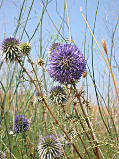 בוסתני גמזו. צילום: © שרה גולד