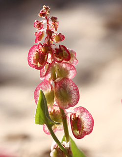 ערבה, 25-2-09. צילום: © שרה גולד