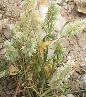 ים המלח, מרץ. צילום: © שרה גולד