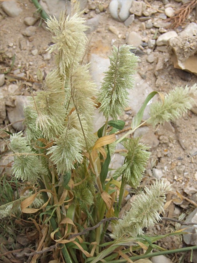 בהגדלה. צילום: שרה גולד