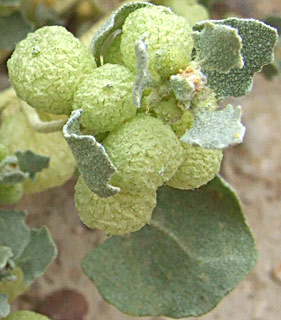 ים המלח, מרץ. צילום: © שרה גולד