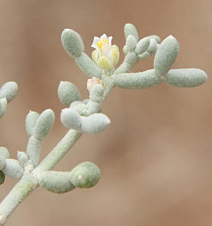 ים המלח, מרץ. צילום: © ערגה אלוני