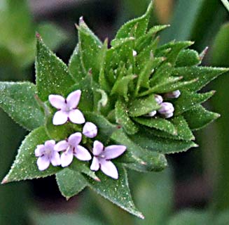 פארק בריטניה, מרץ. צילום: © שרה גולד