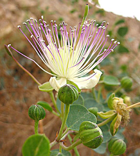 ים המלח, מרץ. צילום: © שרה גולד