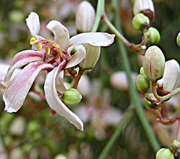 נחל ערוגות, מרץ. צילום: © שרה גולד