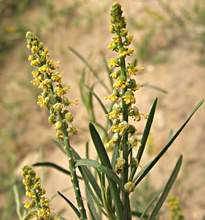 נחל ערוגות, מרץ. צילום: © שרה גולד