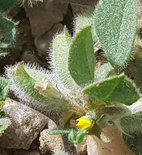 טלטל חרמון, 5-2021. צילום: © איתן שפירא