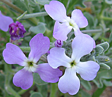 ים המלח, מרץ. צילום: © שרה גולד