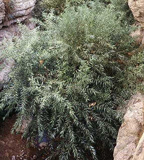 צילום: © עמיקם שוב