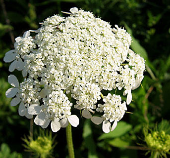 צילום: © שרה גולד