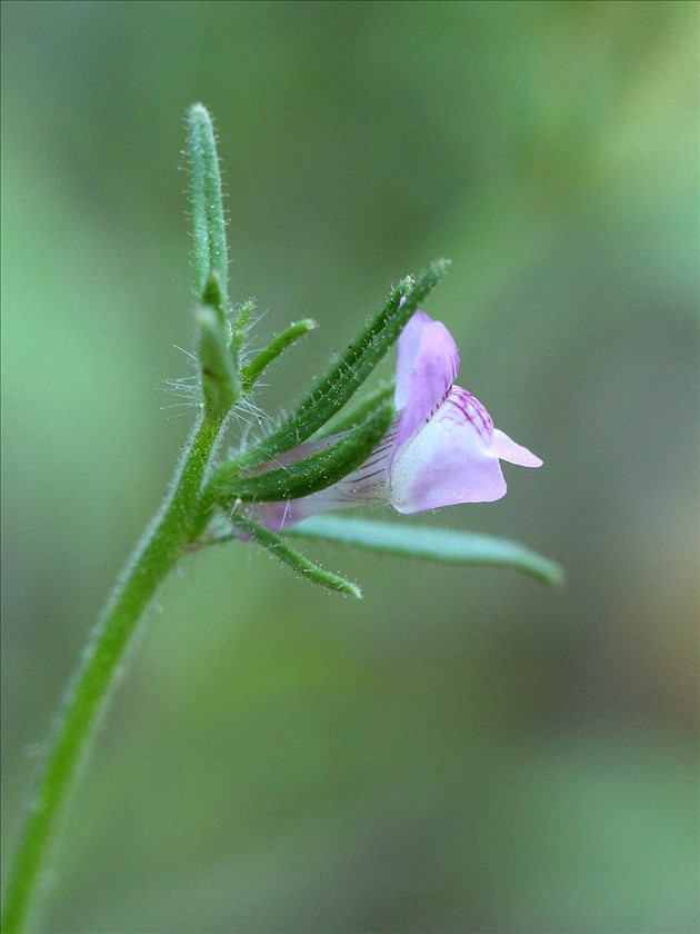 פריחת לועית קטנה. צילום: שרה גולד