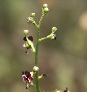 לוענית מצויה, צילום: © אלי ליבנה