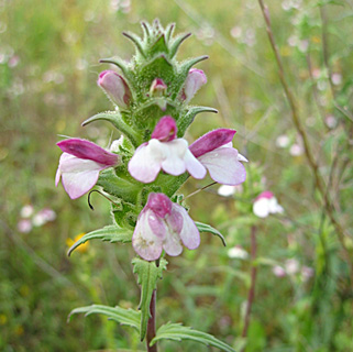 מושב גמזו, אפריל. צילום: © שרה גולד