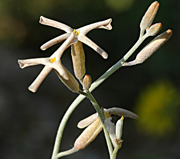 צילום: © עמיקם שוב