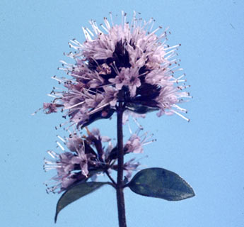 צילום: © עמיקם שוב