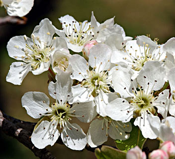 פרחי שזיף מקרוב. צילום: © עמיקם שוב