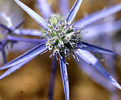 צילום: © אלי ליבנה