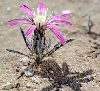 חולות חלוצה, מאי. צילום: © עמיקם שוב