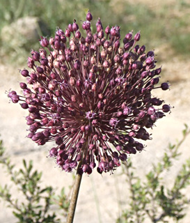 צילום: © שרה גולד