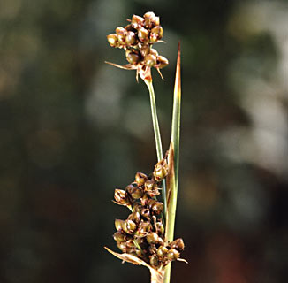 צילום: © עמיקם שוב