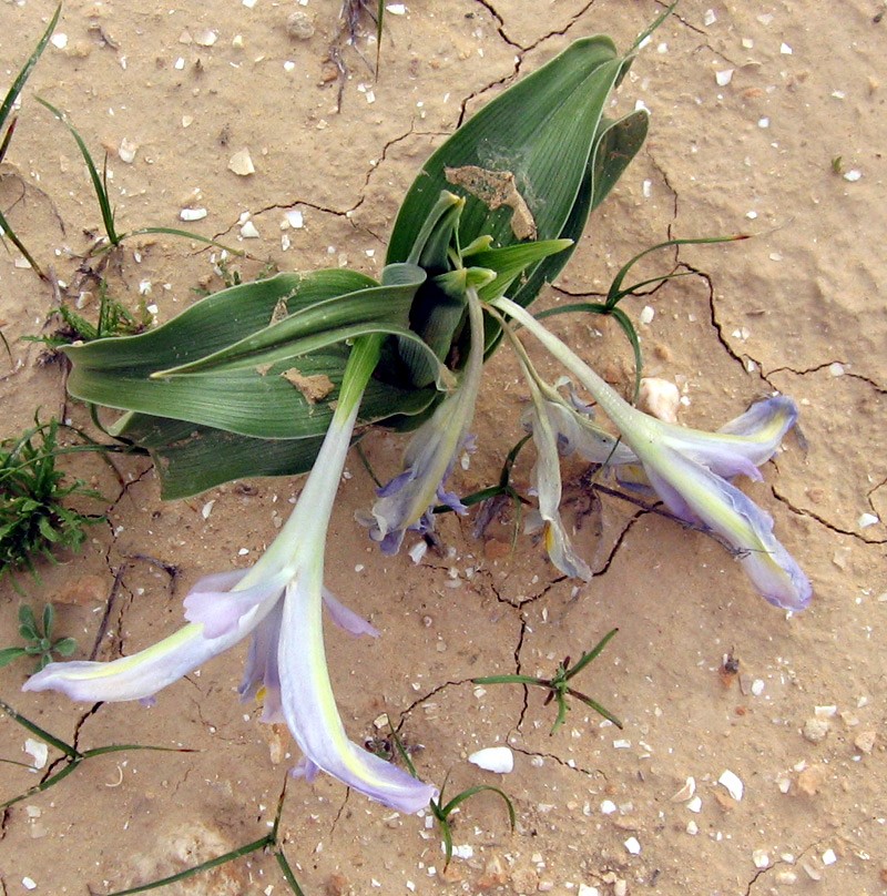 קמילה. צילום: יואב גרטמן