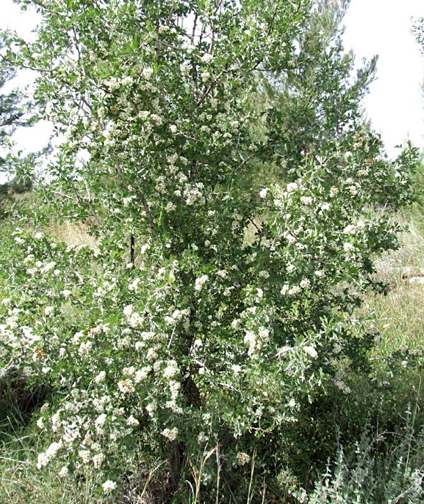 השיח בנוף. צילום: שרה גולד