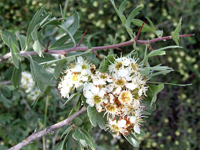 ענף קוצני. צילום: שרה גולד