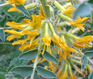 הגן הבוטני ירושלים, מרץ. צילום: © שרה גולד