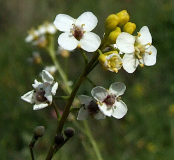 נאות קדומים, מרץ, צילום: © שרה גולד