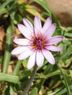 גלבוע, מרץ. צילום: © שרה גולד